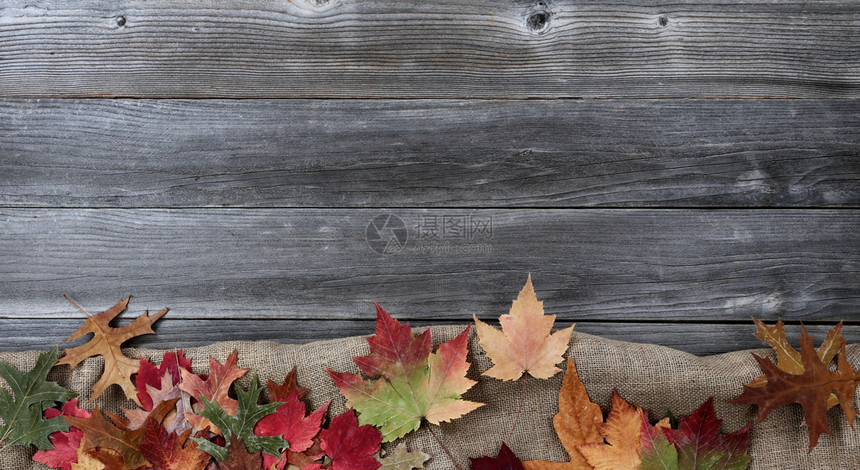 含有布的秋叶形成风化木材的底边界图片