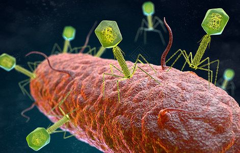 噬菌体细菌攻击背景