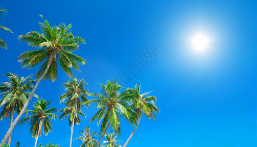 天上的椰枣树图片