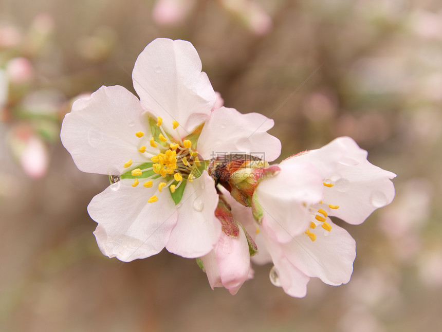 树上的春杏花设计要素图片