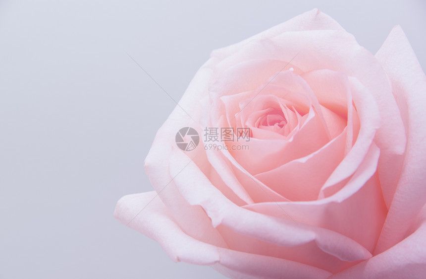粉红色玫瑰的紧贴图片