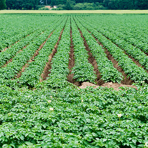 土豆种植园在田间蔬菜行农耕业图片