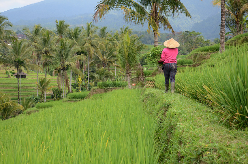 在印度尼西亚巴厘美丽的Jatiluwih水稻梯田种植园工作的妇女农民戴传统的水稻帽图片