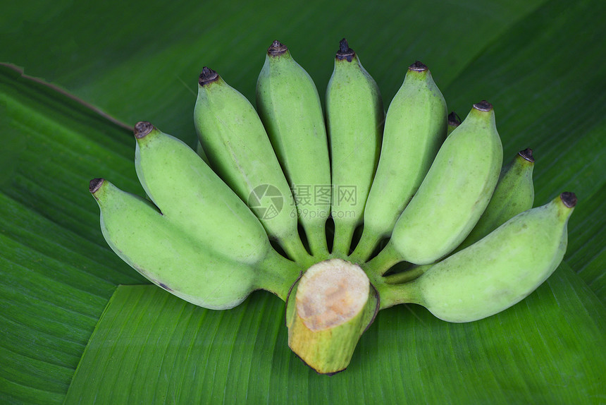 生香蕉叶背景的一帮绿色香蕉图片