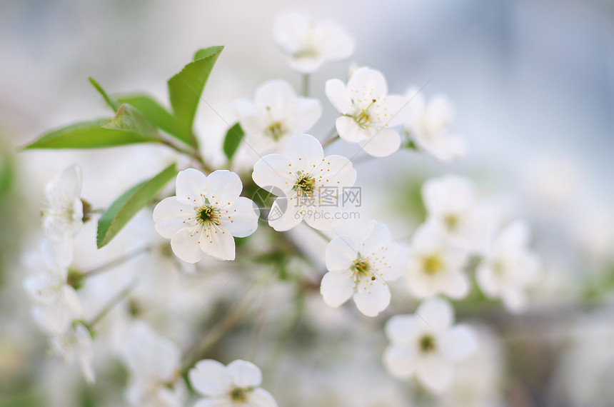 春树花自然成分图片