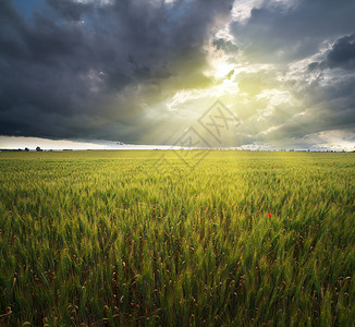 草坪和阴云的天空小麦草地自然景观构成图片