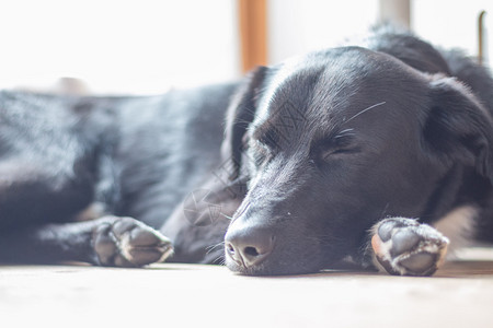 可爱的黑狗躺在地板上放松背景图片