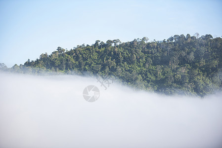 山雾林冬季早起树木茂密雾景图片