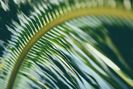 椰子叶新鲜绿棕榈背景热带植物图片