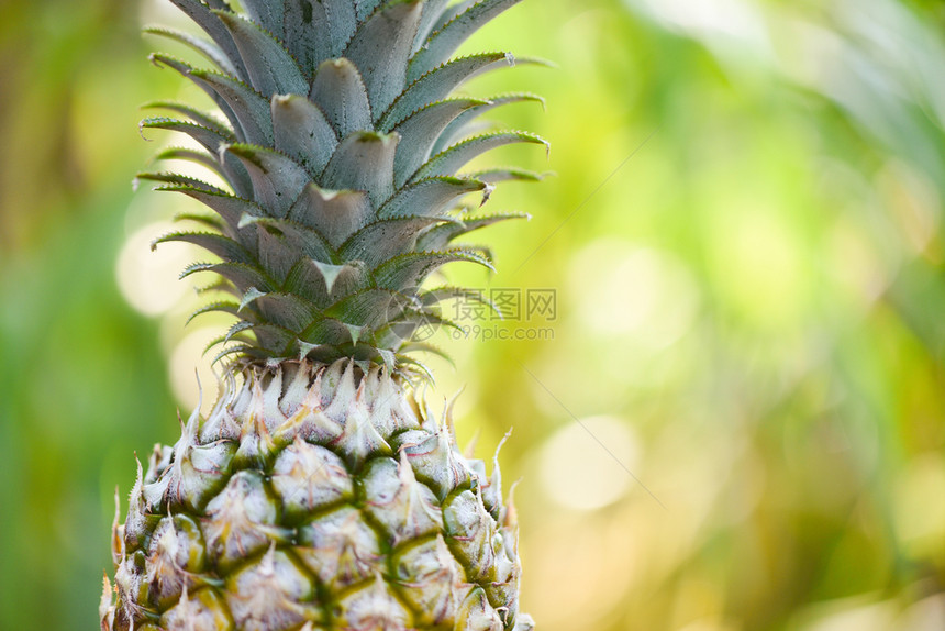 自然背景上的新鲜菠萝关闭热带水果图片