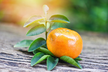 绿色花园背景健康水果新鲜橙子图片