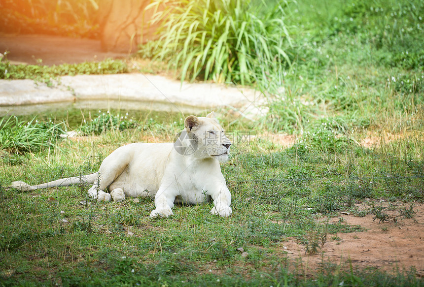 躺在草地上的白色狮子图片
