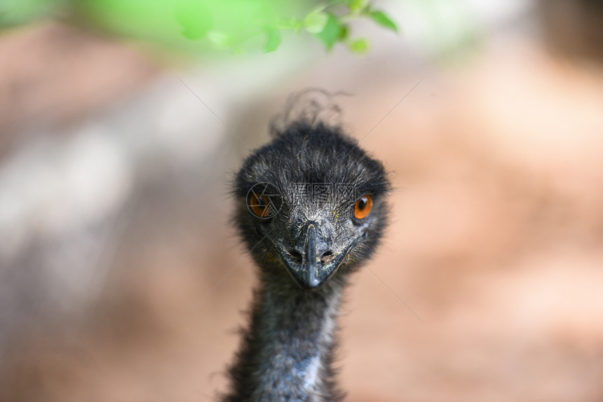 近距离闭着EmuDromaiusnovaehollandiae的头部和眼睛图片