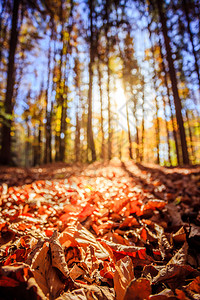 秋天美丽的森林阳光明媚的一天地板上满的叶子图片