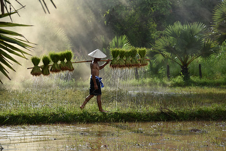 亚洲农民在水稻田泰国农村田种植耕的民季节高清图片素材