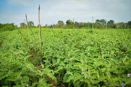 田野种植的茄子农业茄子种植农场菜园物图片