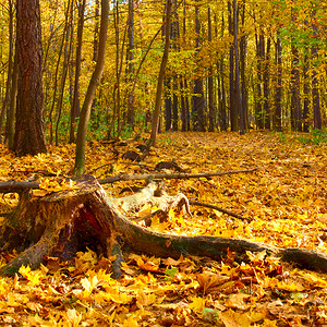 秋天公园的老树根黄叶落风景图片