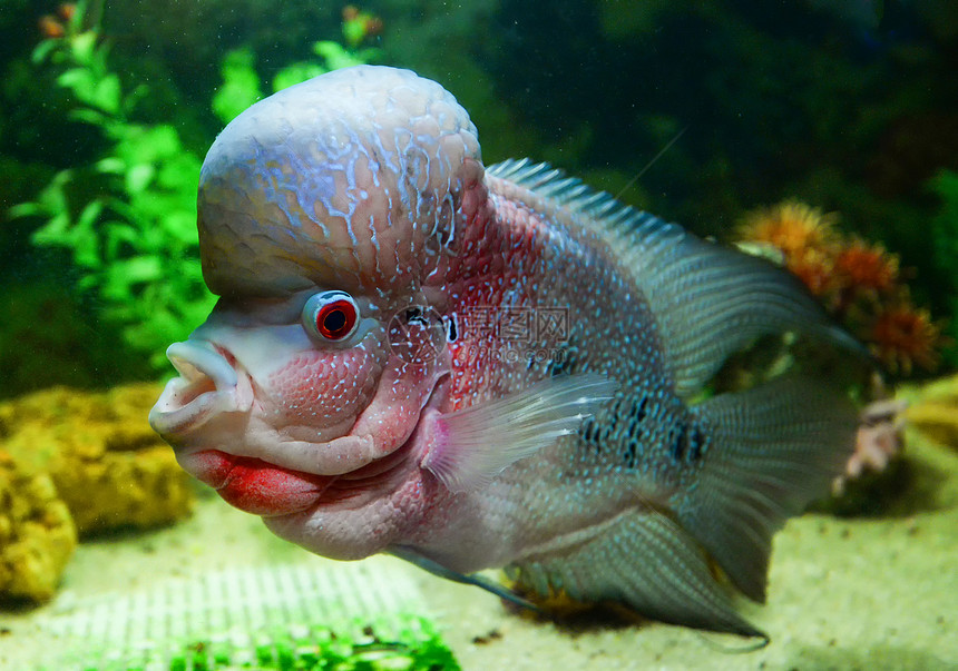 水族馆里的鱼图片