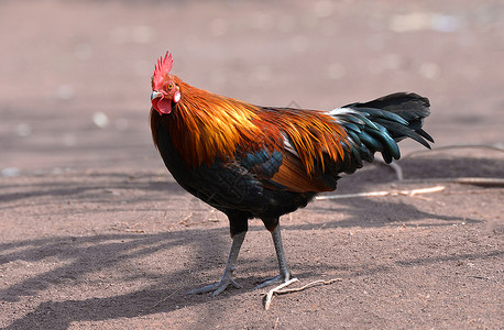 野外自然背景Bantam公鸡孤立的高清图片素材