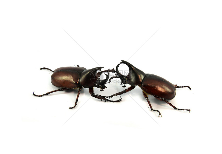 白甲虫与隔离的战斗图片