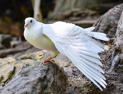公园的白鸽休息翼背景图片