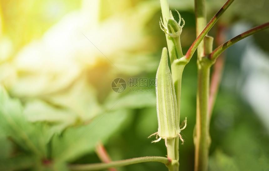 Okra果园自然树上的新鲜绿花屋图片