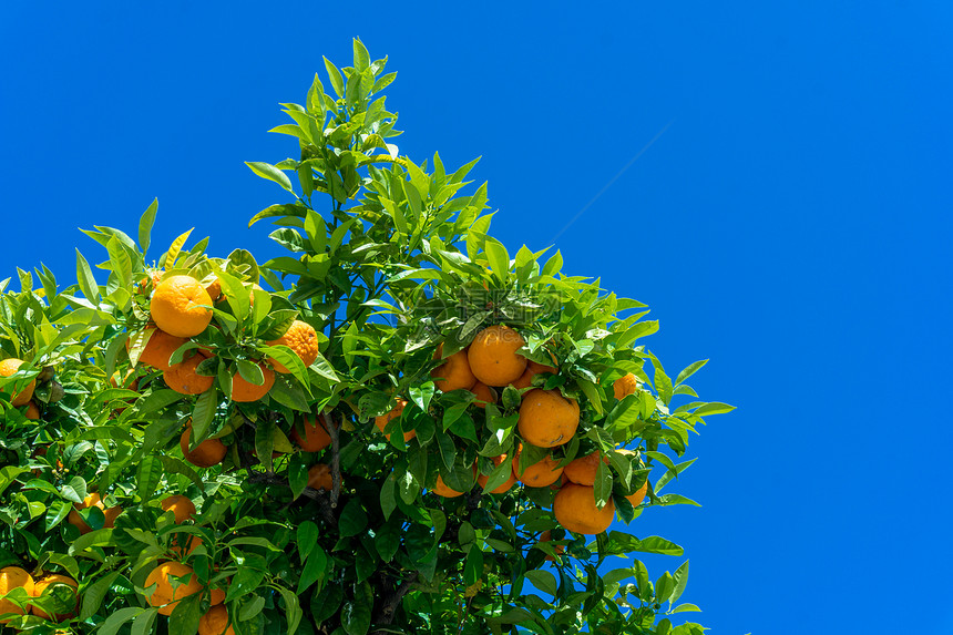 柑橘树子图片