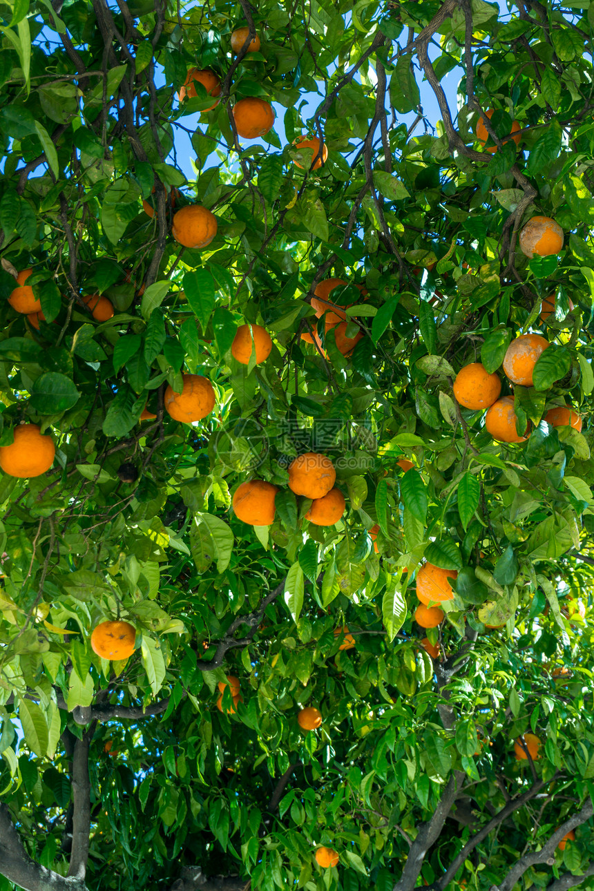 橙园柑橘树上的橙子图片