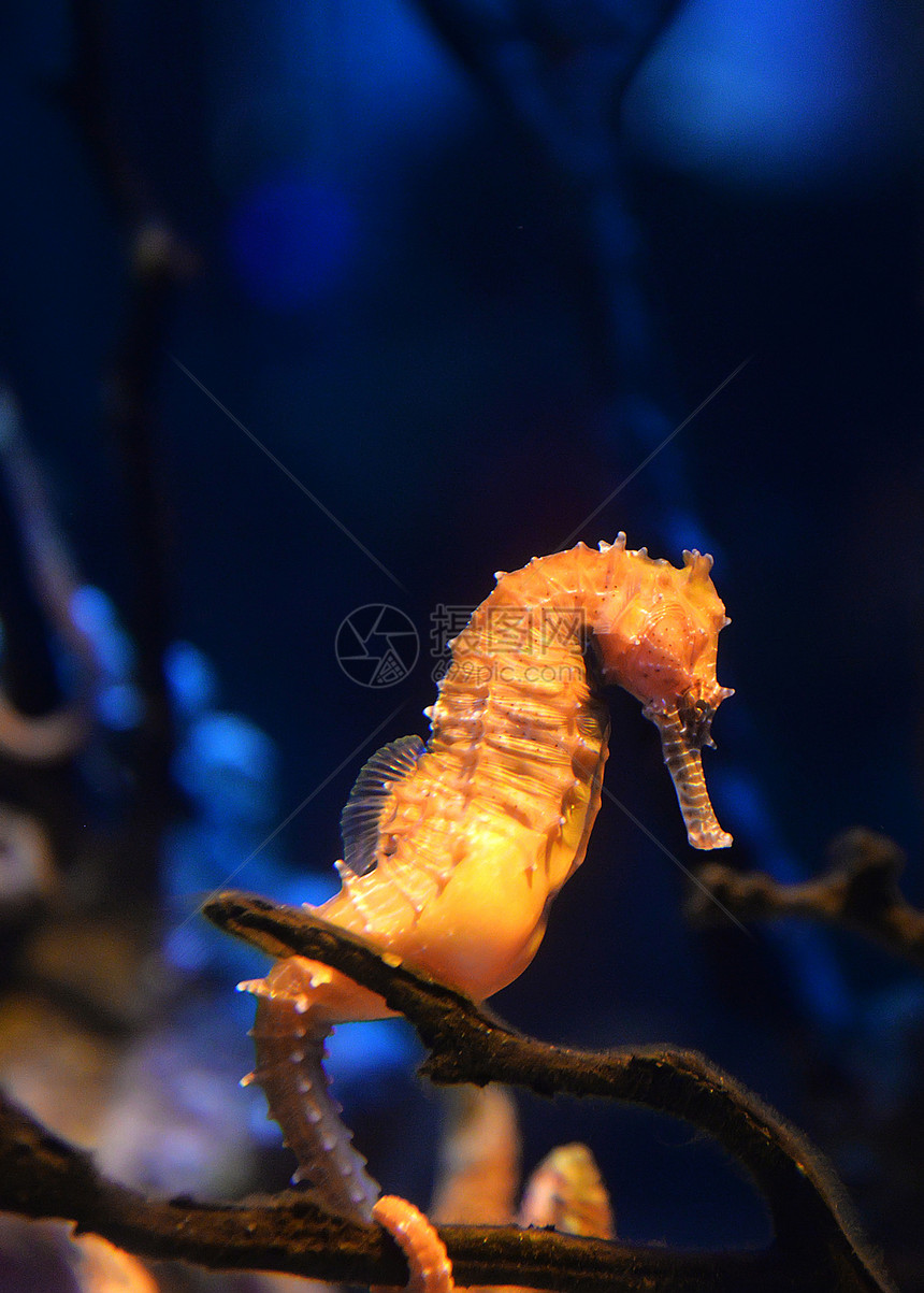 海马可爱洋动物美丽的黄海马游水下洋图片