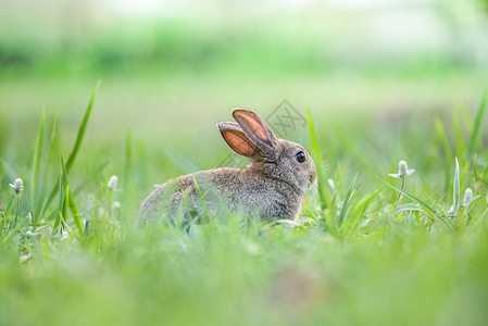 坐在绿野上春草复活节兔子捕猎草节和花户外自然背景背景图片