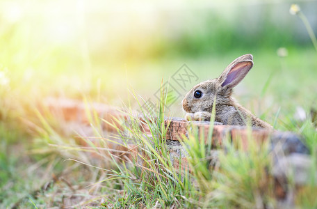 坐在砖墙和绿田露地上的可爱兔子春草复活节兔子捕猎以庆祝草地和户外花朵自然背景的节日背景图片