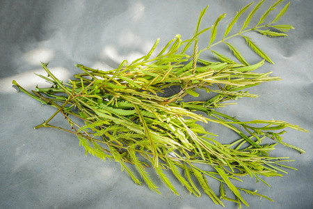 肥皂鲍勃种植绿叶作为食物和草药阿卡西亚concinna背景图片