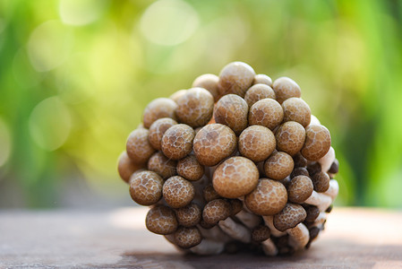 山毛榉木木和自然绿色模糊背景的ShimejiMushroom背景