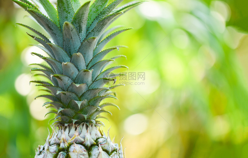 自然背景上的新鲜菠萝关闭热带水果图片