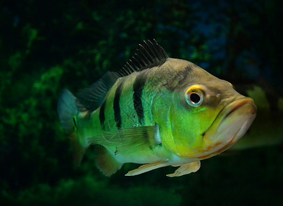 金绿色鱼素材蝴蝶孔雀贝美丽的cichlid鱼模式在水族馆下鱼缸中游泳cichlaocellaris背景