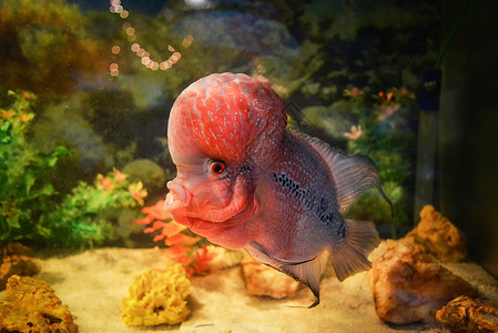 红色条纹鱼水族馆下鱼缸背景