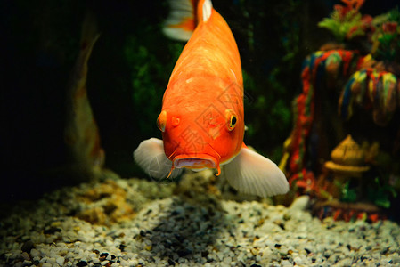 海族馆在水下族馆科伊鱼下游泳背景