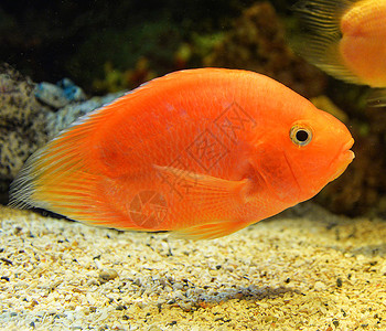 海族馆鱼血鹦鹉cichlid橙子AfricanCichlid鱼在水下族馆游泳背景