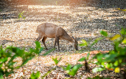 雌鹿Eld食草的鹿在野生动物保护区ThaminDeer吃草图片