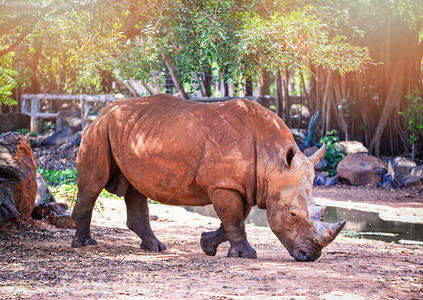 白犀牛在野生动物保护区行走其他名称Rhinoceros图片