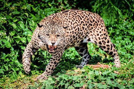 Roar老虎豹美洲动物野生猎美丽的洲豹在丛林中行走危险的高清图片素材