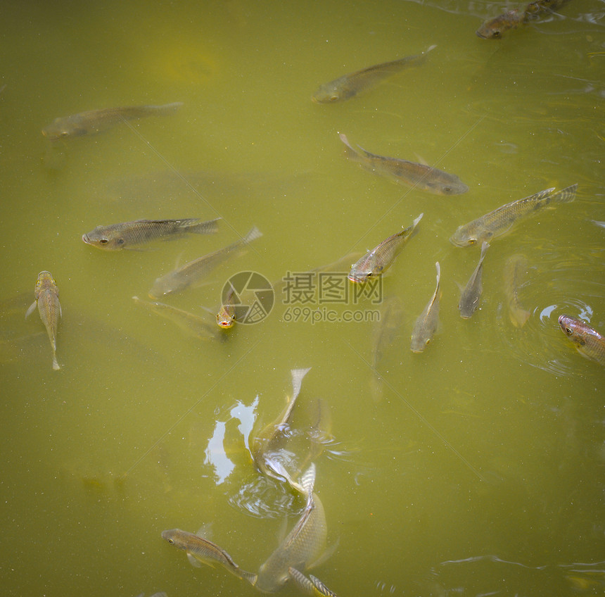 在水河中浮游于表面的蒂拉皮亚鱼在夏季日淡水鱼类中活在氧气的自然中图片
