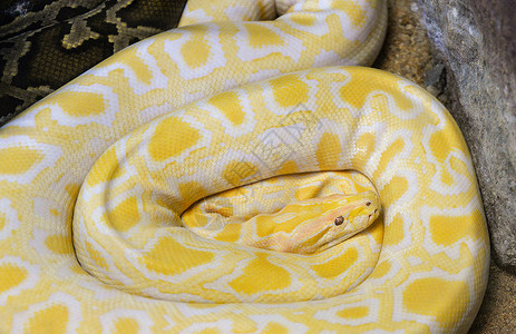 躺在地上阿尔比诺缅甸金色的黄蛇高清图片