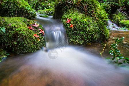 小瀑布在丛林中森流水里有红绿叶和石流上的苔背景图片