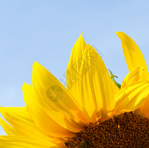 在春夏花园和蓝天空背景中紧贴黄向日葵花朵黄色的高清图片素材