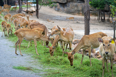 公园的EldsdeerThaminBrowantlered草地组图片