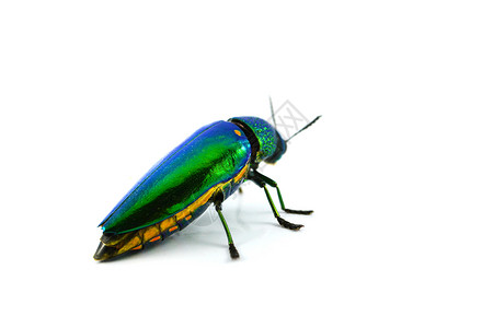 金螳螂素材白底孤立于的珠宝甲虫其他名称金属木无趣腐蚀绿色昆虫背景