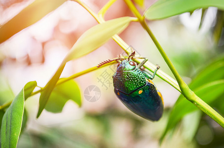 金螳螂素材叶树上的珠宝甲虫自然树枝背景其他名称金属木无趣腐蚀绿虫背景