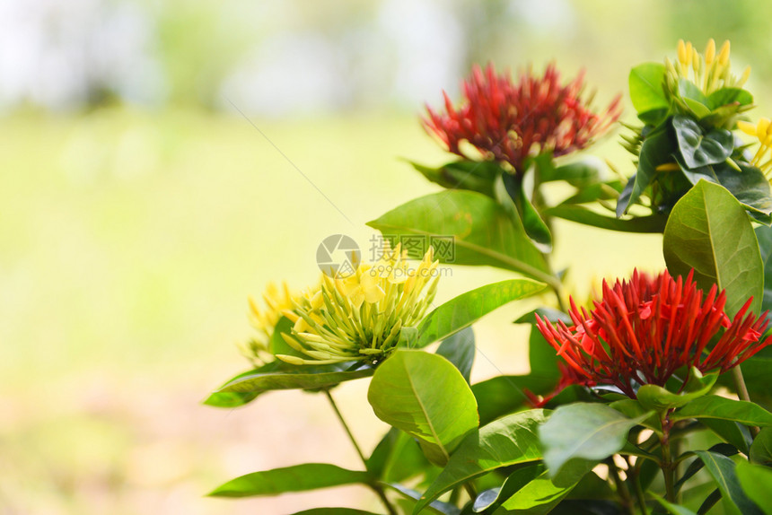 伊克索拉国王黄红花在园中开美丽的自然绿色背景奇尼西人Ixoracoccinea图片