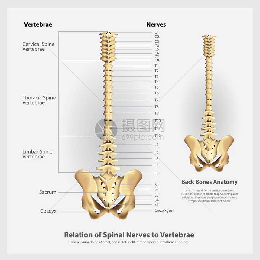 脊椎活神经和膜片段及根矢量说明图片